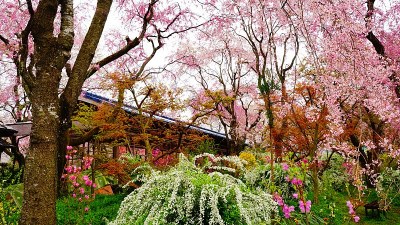 日本京都的樱花树