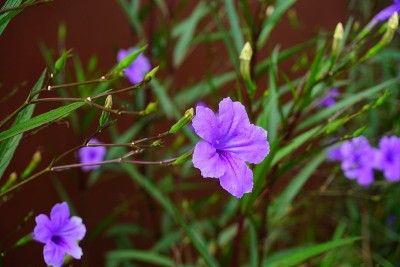 紫色的花