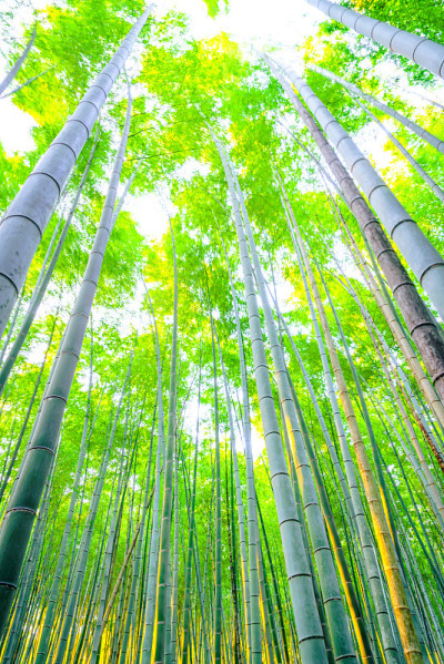 日本的竹林