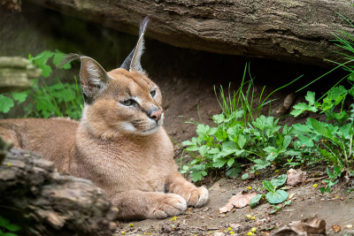 肖像沙漠猫野猫(野猫)或非洲猞猁长簇耳