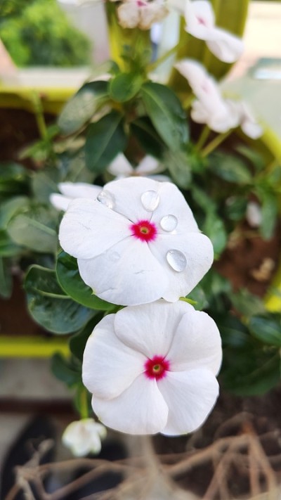 长春花是一种生长低矮的多年生植物(Catharanthus roseus)，原产于马达加斯加，开粉红