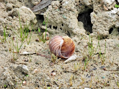 苹果蜗牛壳(壶腹螺科)，在沙子周围的岩石