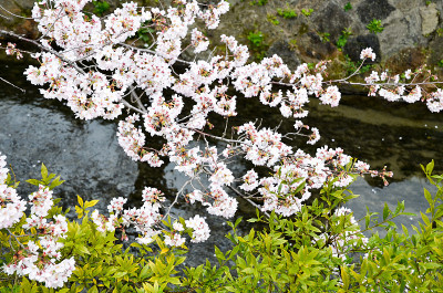 日本京都，哲学家大道上的樱花盛开