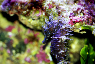 咸水水族缸中地中海海马的剖面图-口状海马