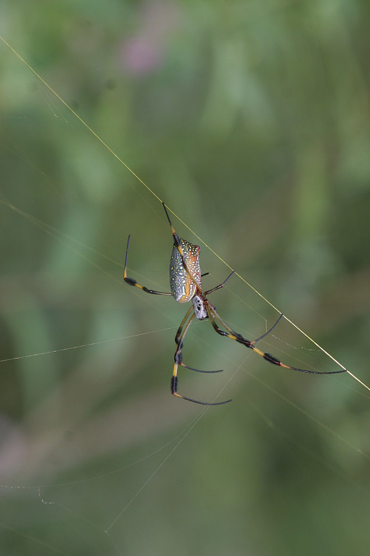 金丝蜘蛛(Nephila clavipes)挂了出来