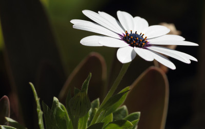 花园里的白色雏菊