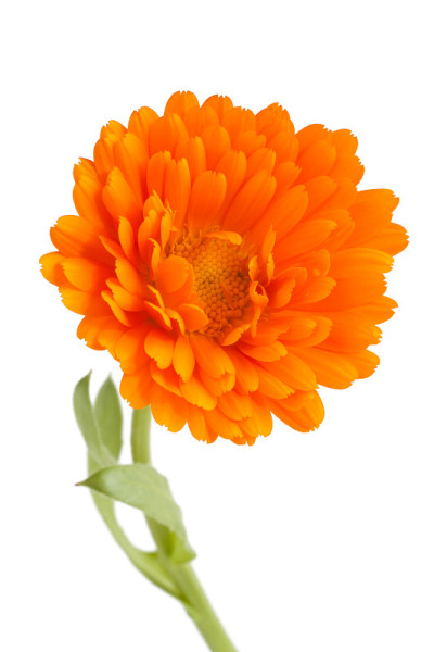 金盏菊(金盏菊)孤立在白色背景上