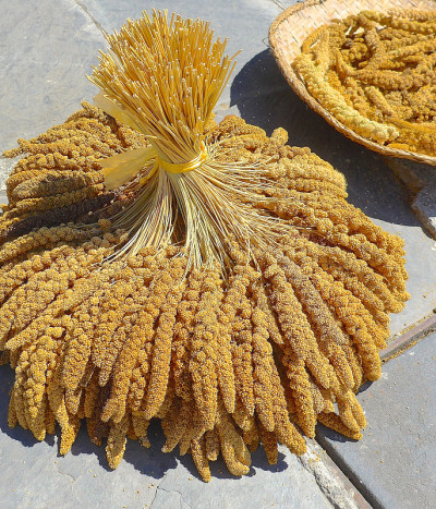 为土著人种植小米