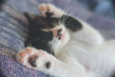这是一只黑白混血小猫在室内躺着睡觉时爪子垫的特写。