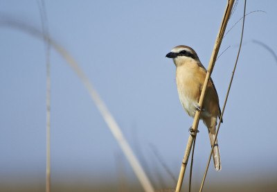 Lanius cristatus
