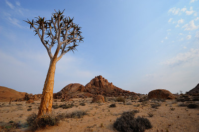 Kokerbloomkloof的箭袋树