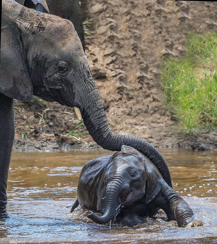 非洲丛林象(Loxodonta africana)，也被称为非洲草原象，坦桑尼亚的塔兰吉尔国家公园