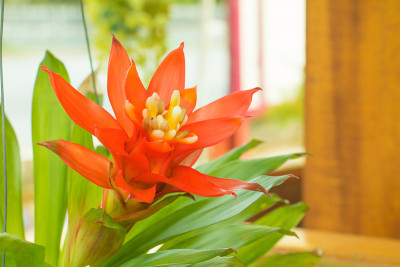 凤梨花红艳自然园(学名Guzmania ligulata)