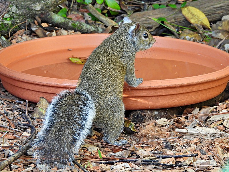 灰松鼠(Sciurus carolinensis)的爪子在一个陶器盘子的一边准备喝水