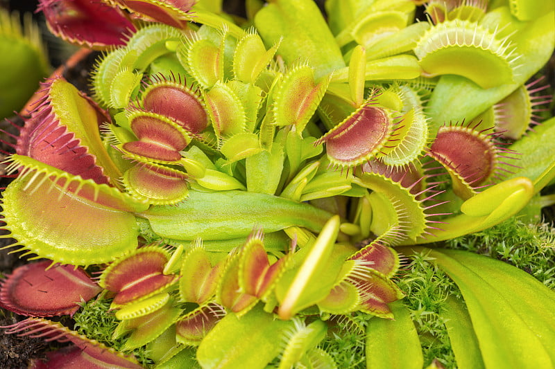 捕蝇草(Dionaea Muscipula)及其捕获机制。美国一种有花的植物，食性食肉