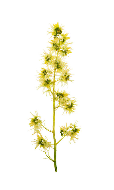 压榨和干花卷曲的葡萄，孤立