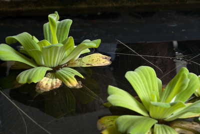 池塘里漂浮的植物