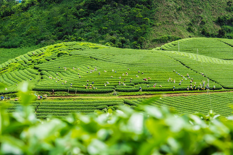 茶器