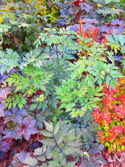 植物和花卉，花坛在公园和乡村，花园和园艺，夏天是如火如荼