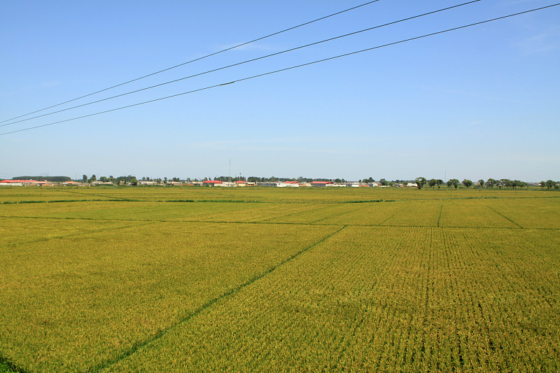 大米风景
