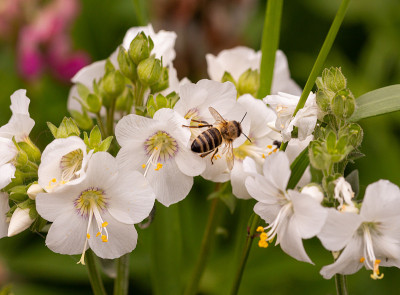 一只大的蜜蜂(意大利蜜蜂)在一个白色的雅各布梯(polemonium caeruleum)上开花，模