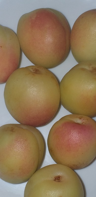 刚从我花园里摘的杏