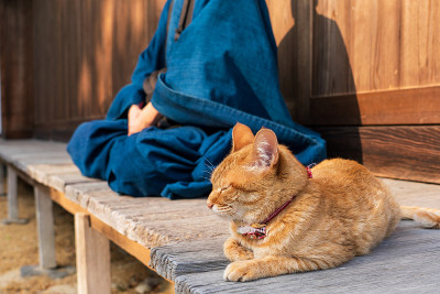 一个和尚和一只猫在寺庙里