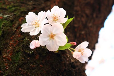樱花盛开，春暖花开，鲜花盛开，道路、树木、鲜花盛开，节日喜庆