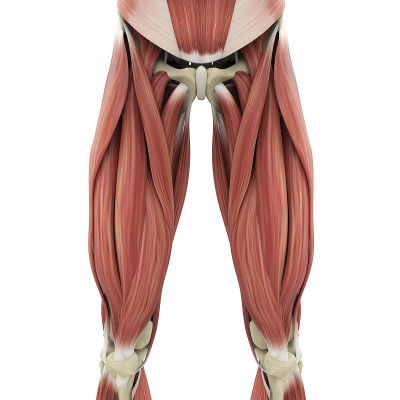大腿肌肉解剖