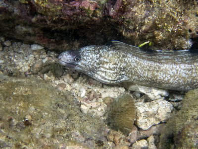 海鳗(Gymnothorax enigmaticus)