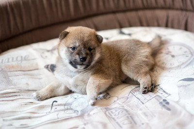 可爱的日本柴犬小狗