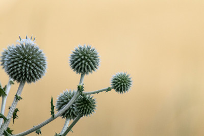 蓟球，花，草，野生，米黄色