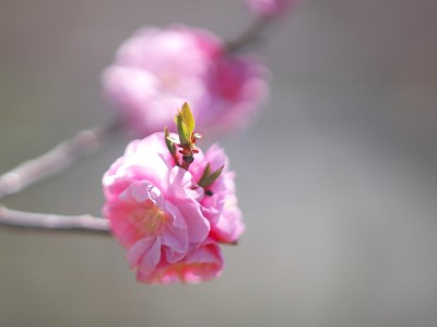 宁静公园，梅花节