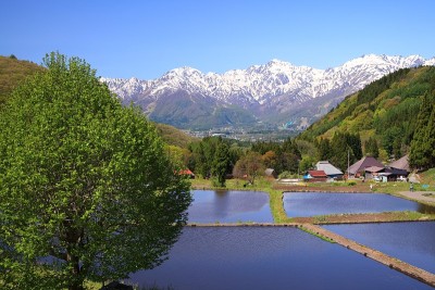 日本阿尔卑斯山和梯田稻田