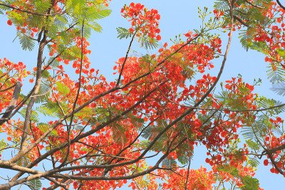 孔雀花在公园里盛开。