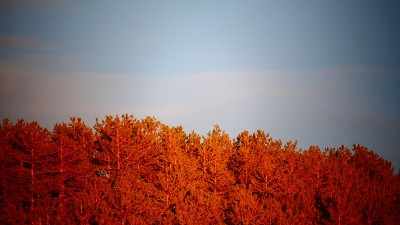 夕阳下的灰色松林