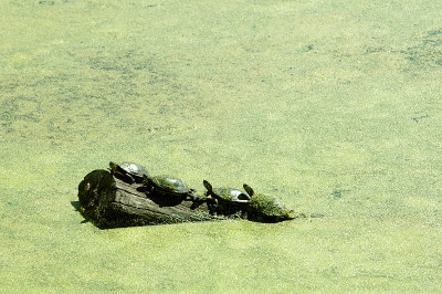 画海龟，Chrysemys picta，原木