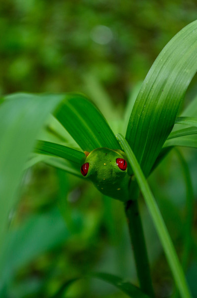 红眼的Treefrog