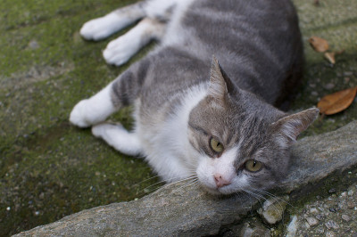 放松欧洲猫