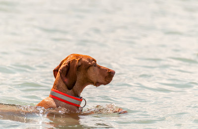 一只匈牙利维兹拉犬在湖里游泳