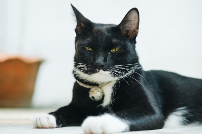 黑猫坐在水泥地板上