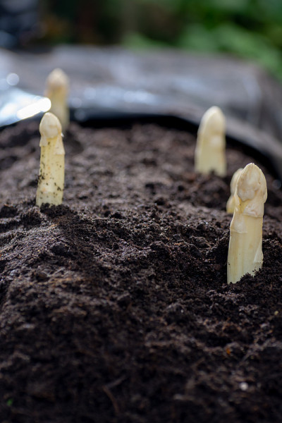 新收获的白芦笋蔬菜种植在荷兰和德国的农田