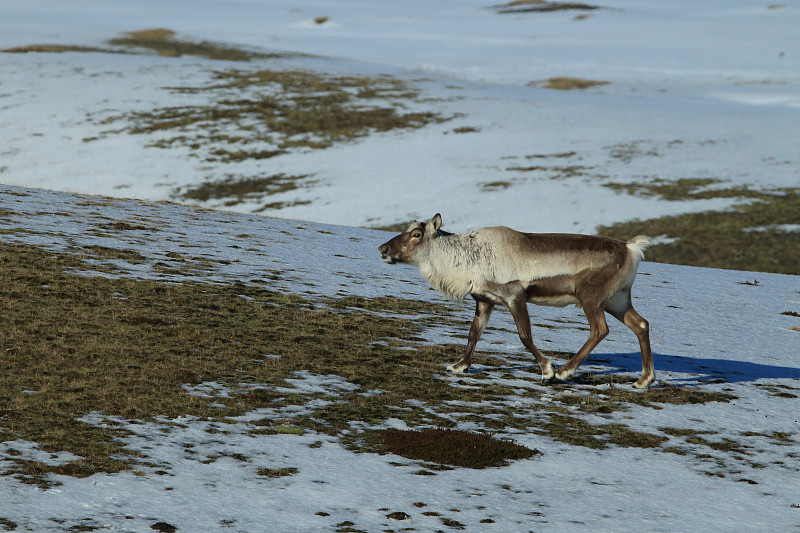 驯鹿Caribou,冰岛