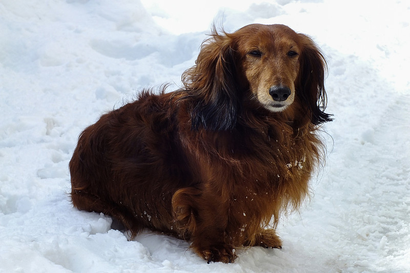 雪地里的长毛腊肠犬。