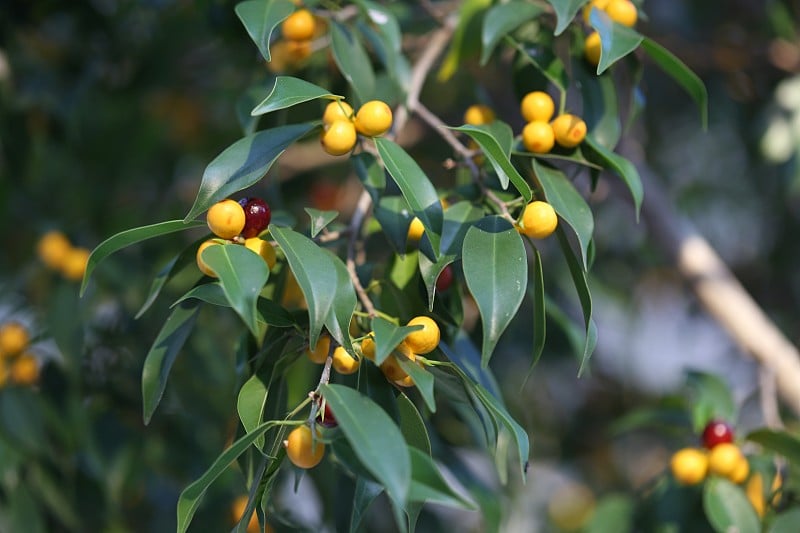 树枝上的果实和叶子(Ficus benjamina)