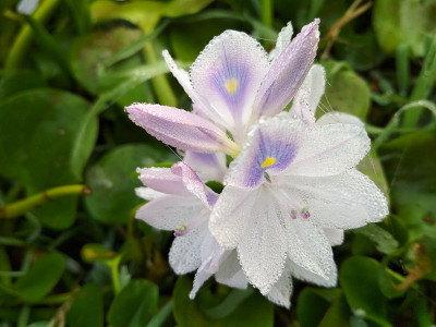 水葫芦