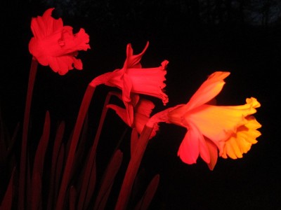 水仙花的特写与一个非常黑暗/夜晚时间的背景和花部分是红色的