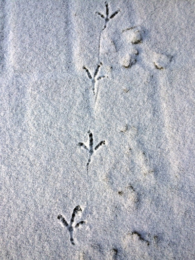 鸟的痕迹在雪顶视图