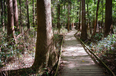 Congaree国家公园