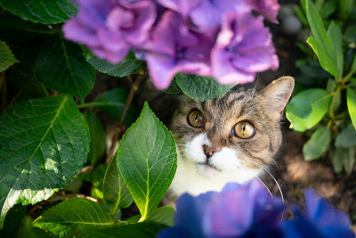害羞的猫躲在开花的绣球花下